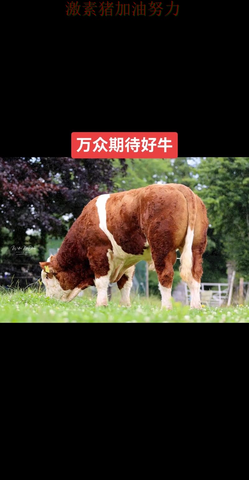 公牛关键轮换发挥奇效 公牛关键轮换发挥奇效